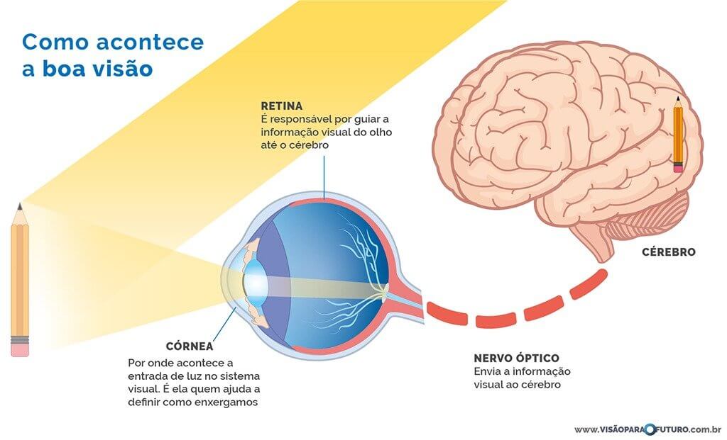 anatomia ocular
